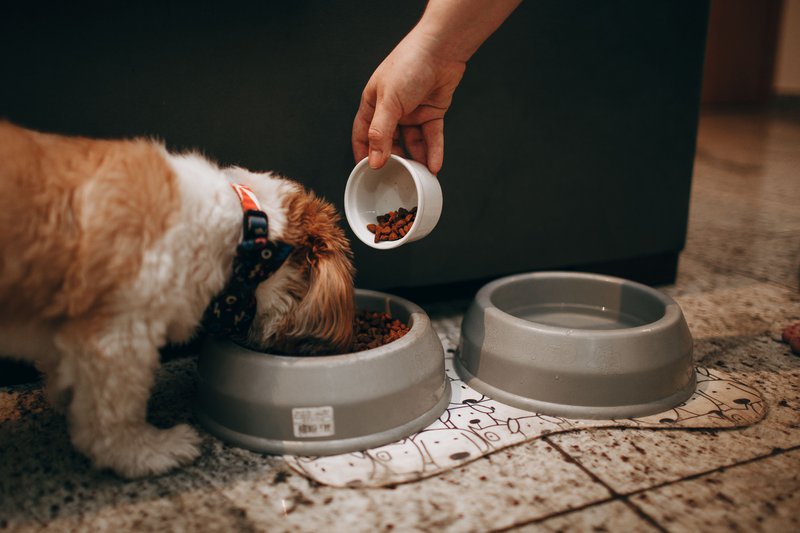 This photo features a small dog eating dog food from a bowl