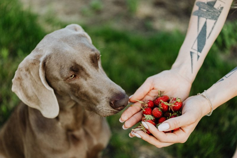 This photo shows a dog sniffing a handful of strawberries
