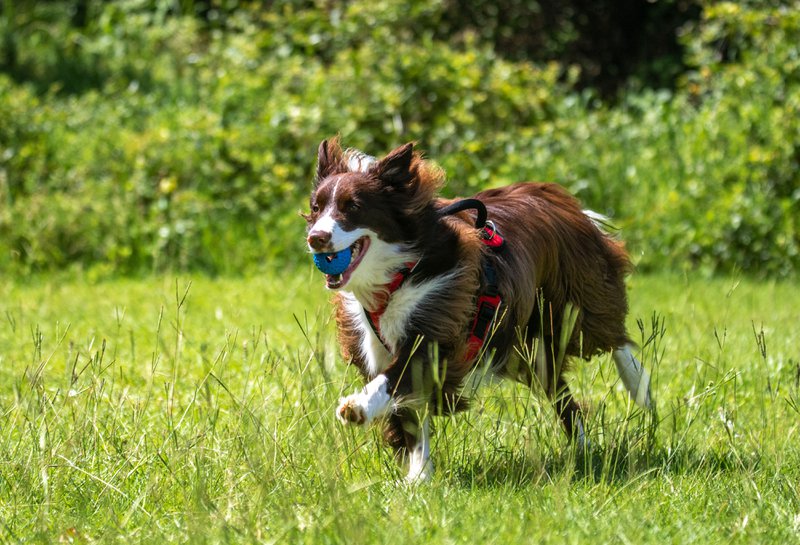 This photo features a border collie playing fetch