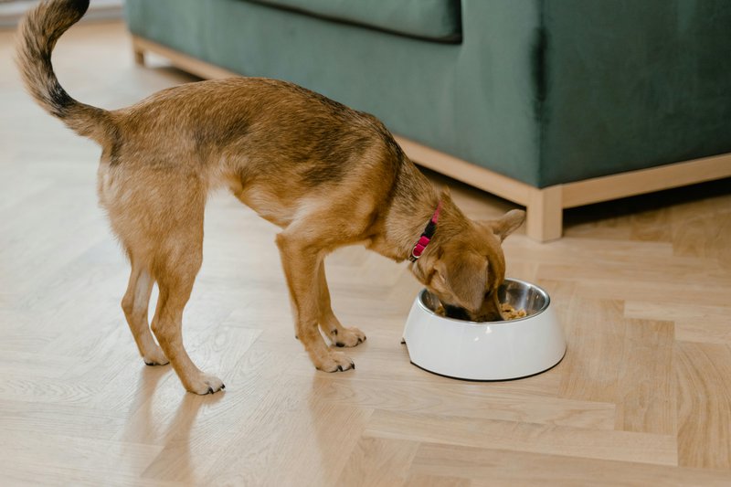 This photo features a dog eating kibble out of a bowl