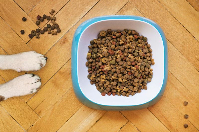 This photo features a dog beside a dog bowl filled with food