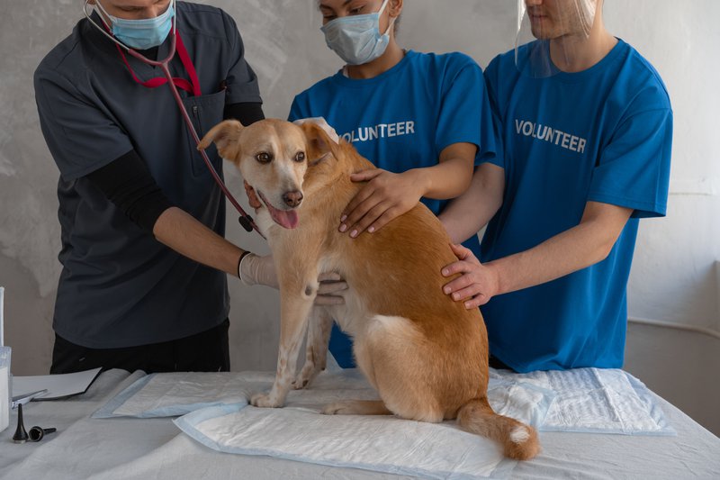 This photo shows a dog being examined by a veterinarian and veterinary aides