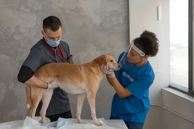 This photo features a dog during a routine veterinary checkup