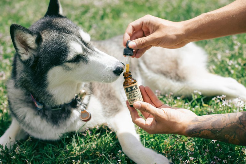 This photo shows a Siberian Husky being given supplements for dogs