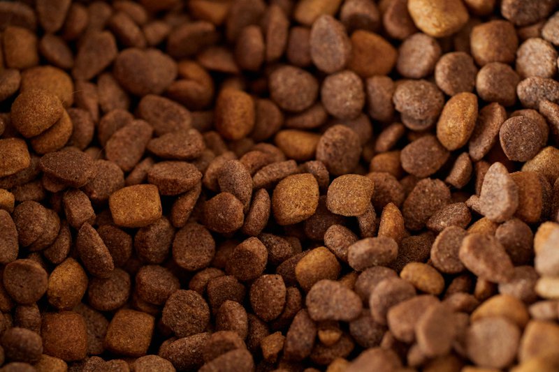 This photo features kibble with superfoods for dogs