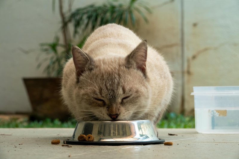 This photo features a cat eating pet food enriched with vegetable powder