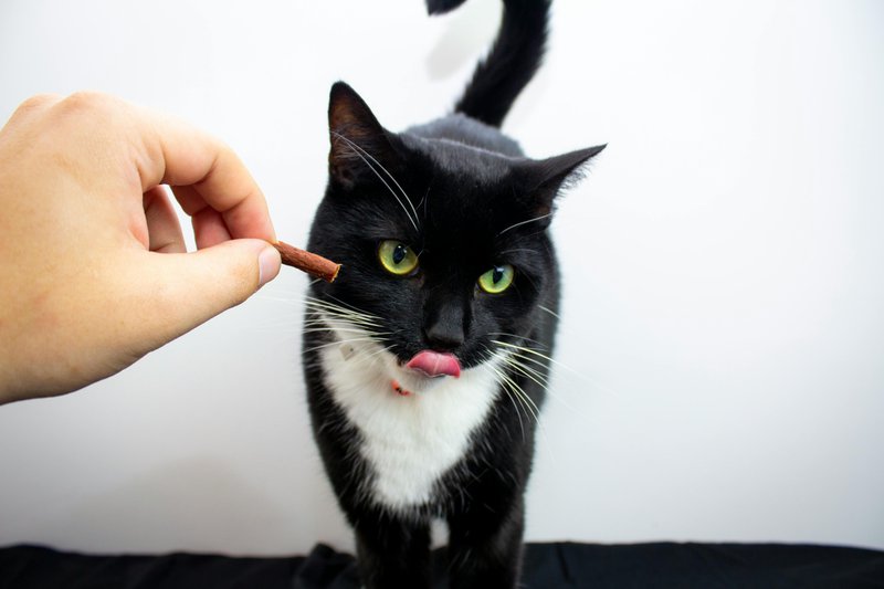 This photo shows a cat taking a supplement for liver health