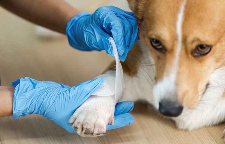Vet wrapping a bandage on a brown and white dog
