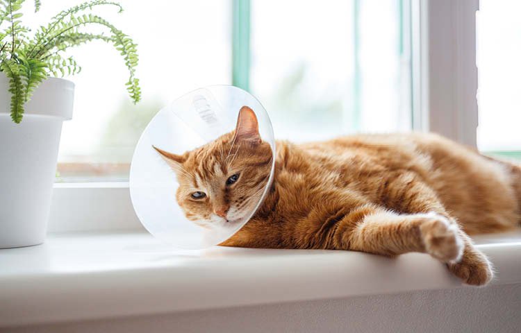Orange cat lying down with a cone in head