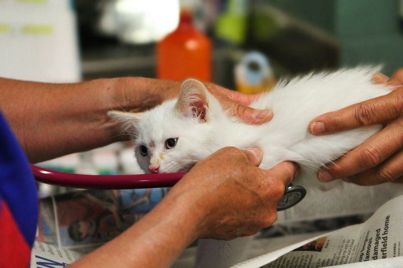 White cat being checked with a stetoscope