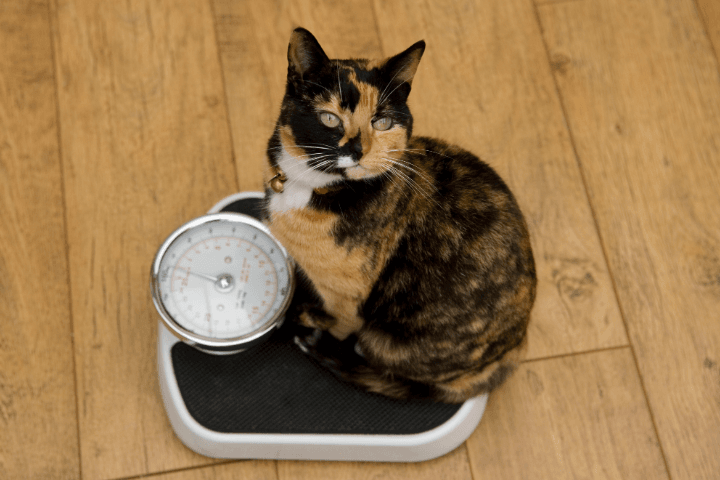 Domestic cat  sitting on a weighing scale