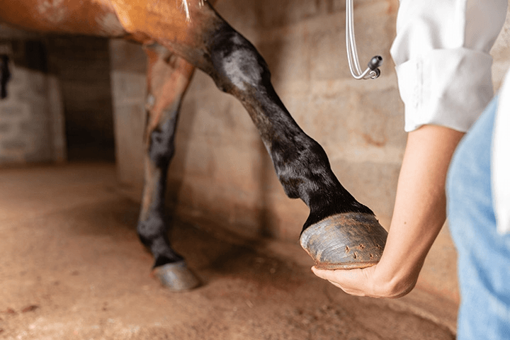 Vet holding a horse's front leg