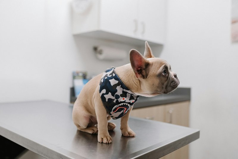 Small brown dog sitting in a vet examination table