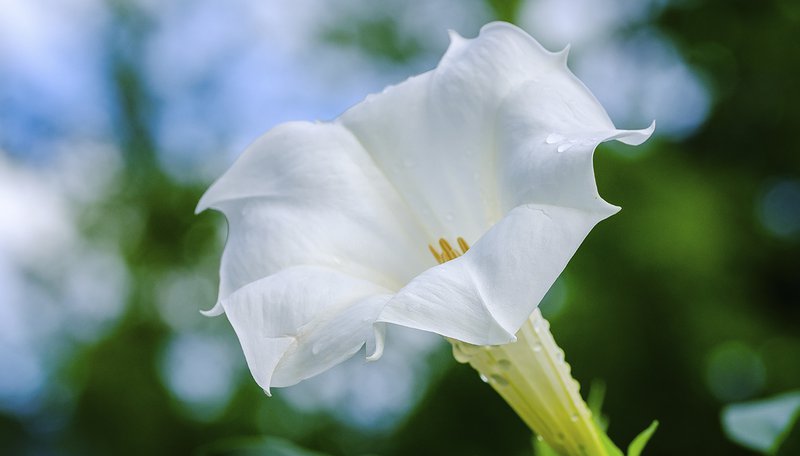 Close-Up Photograph of Datura Flower in Bloom