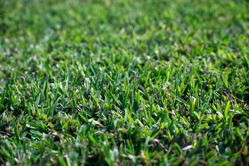 Close-up of lawn grass, which could indicate soil drainage problems.