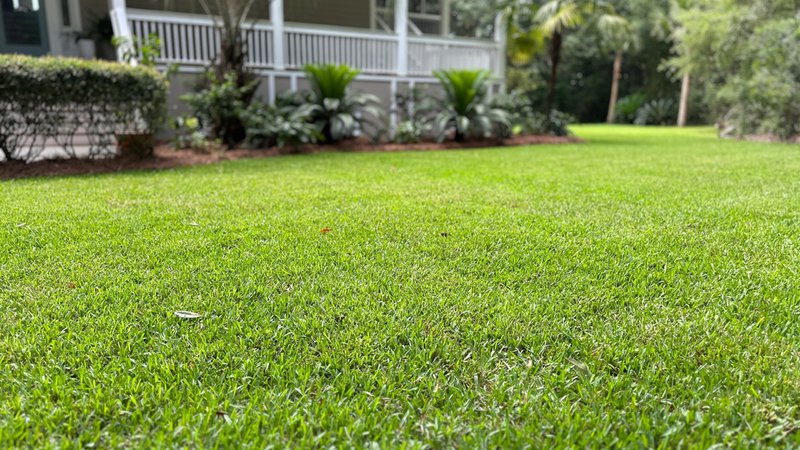 A front yard filled with Cobalt Hybrid St. Augustine.