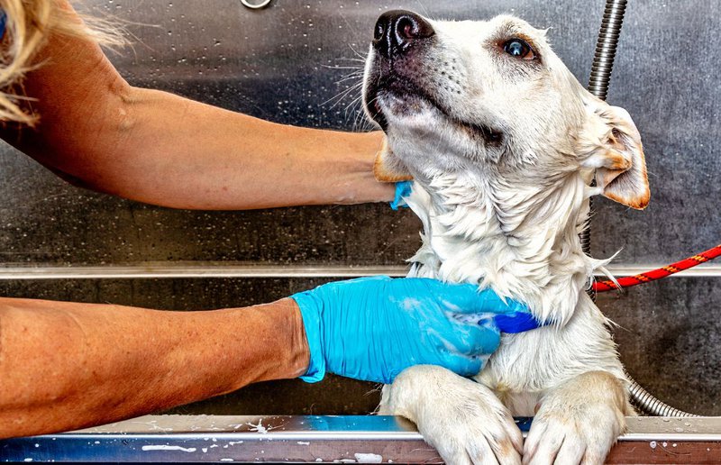 large dog being groomed in a pet-grooming tub
