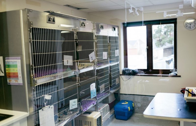 stainless steel veterinary cages in a hospital set up 