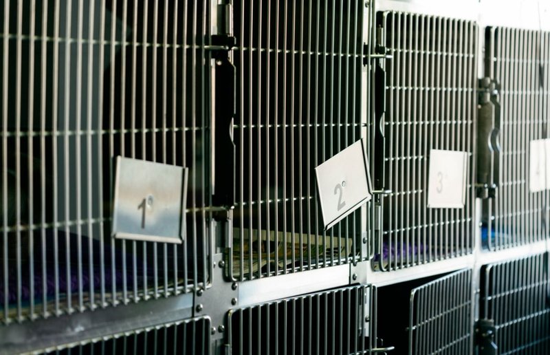 photo of stacked stainless steel veterinary cages
