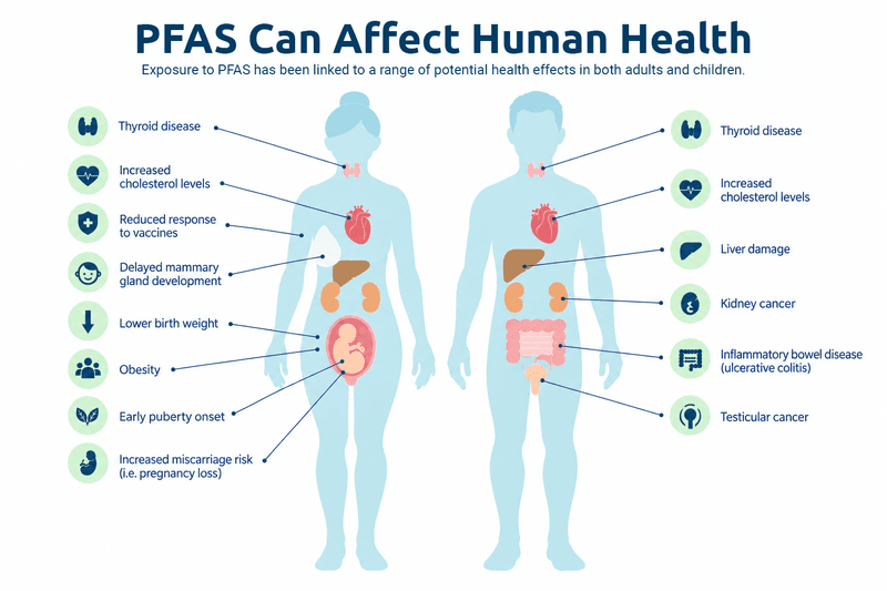 Infographic showing potential health effects researchers have linked to PFAS exposure in adults and children
