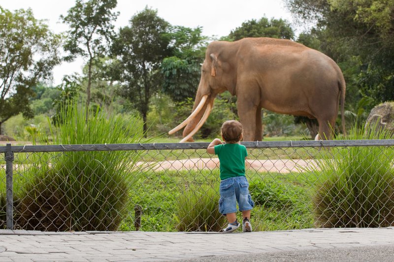 Un tout-petit regarde un éléphant au zoo