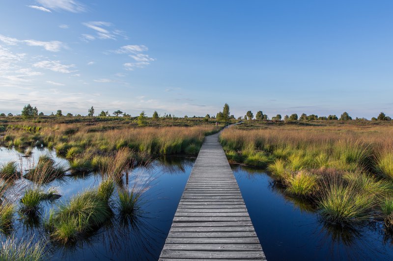 Camping et nature: Sentiers en caillebotis passant au-dessus d'une rivière dans les Hautes Fagnes. 