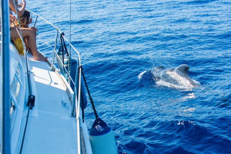 Dauphin dans la mer, vue depuis un bateau.