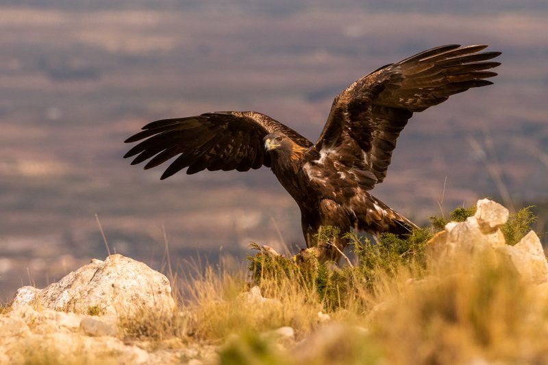 Rapace brun foncé avec ses ailes ouvertes, posé sur une végétation aride.