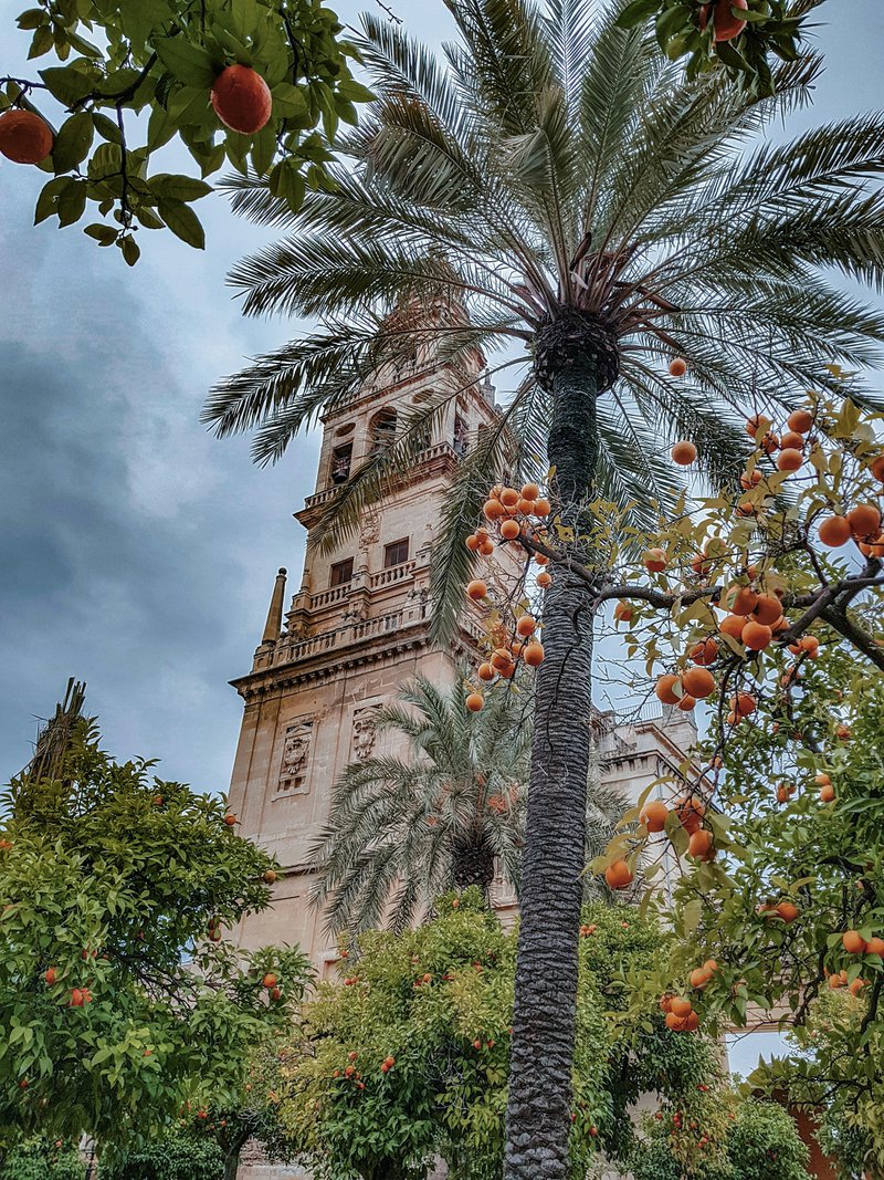 Cruise in Andalusië: bruine toren van kathedraal met grote palmboom op voorgrond