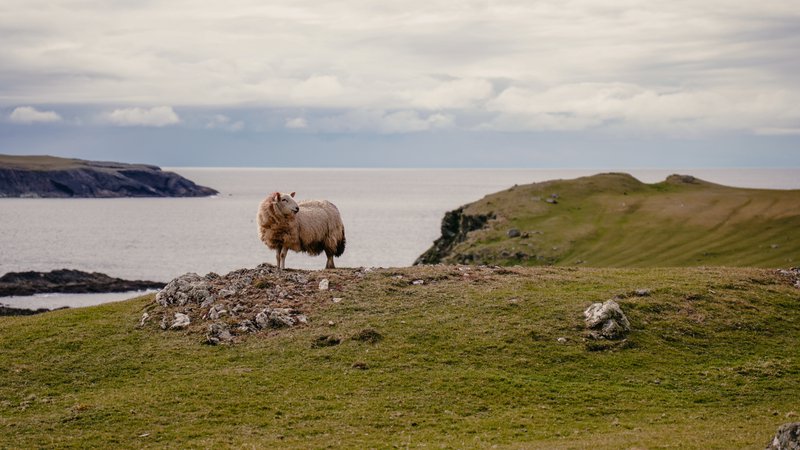 Mouton sur une falaise verdoyante en Irlande sous un ciel nuageux.
