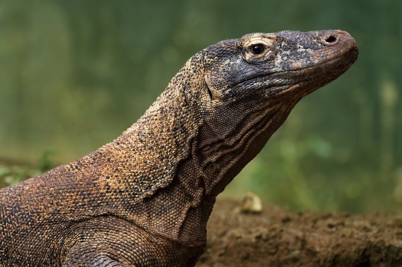 komodovaraan, een gigantische hagedis