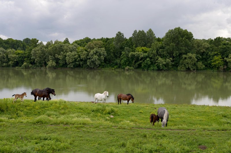 paarden op een groene oever aan een rivier