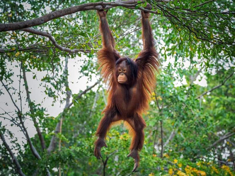 baby orang-oetan speelt in de bossen op Sumatra in Indonesië