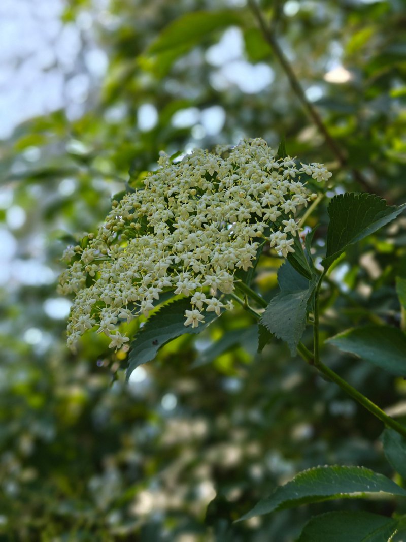 detail van de bloesem van een vlier boom