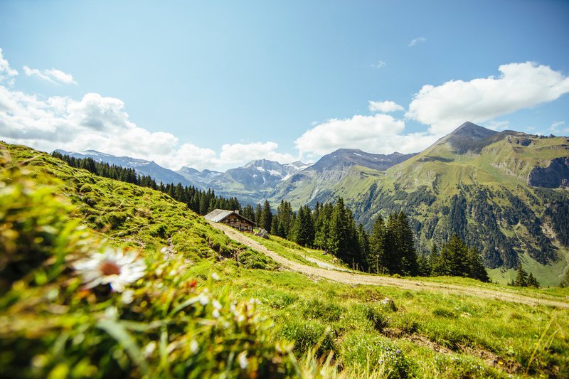 groene alpenweides en een berghut in de bergen in SalzburgerLand