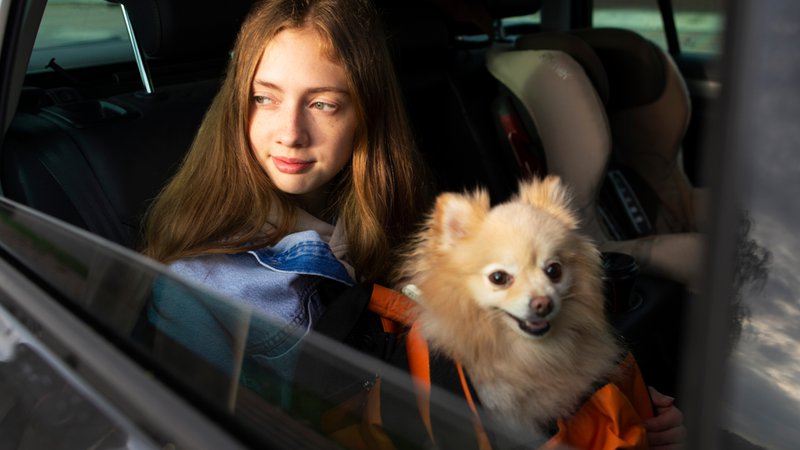 une petite fille et son chien sur les genoux. vitre ouverte à l'arrière d'une voiture sous la canicule.