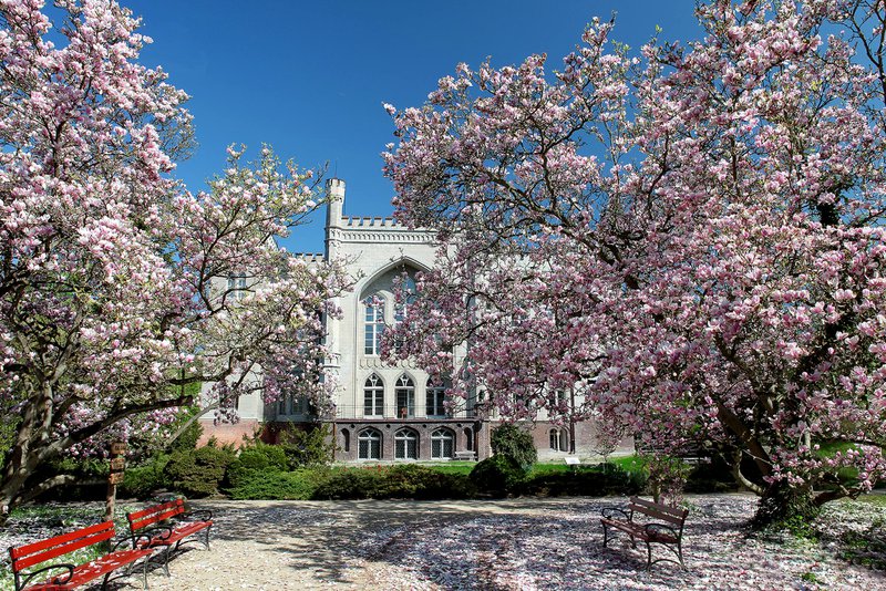 Des fleurs roses et un château blanc en arrière-plan - Pologne
